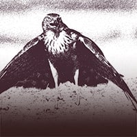 The Hawks Surrender