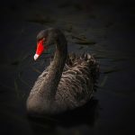 blackswan